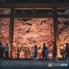 夜桜。