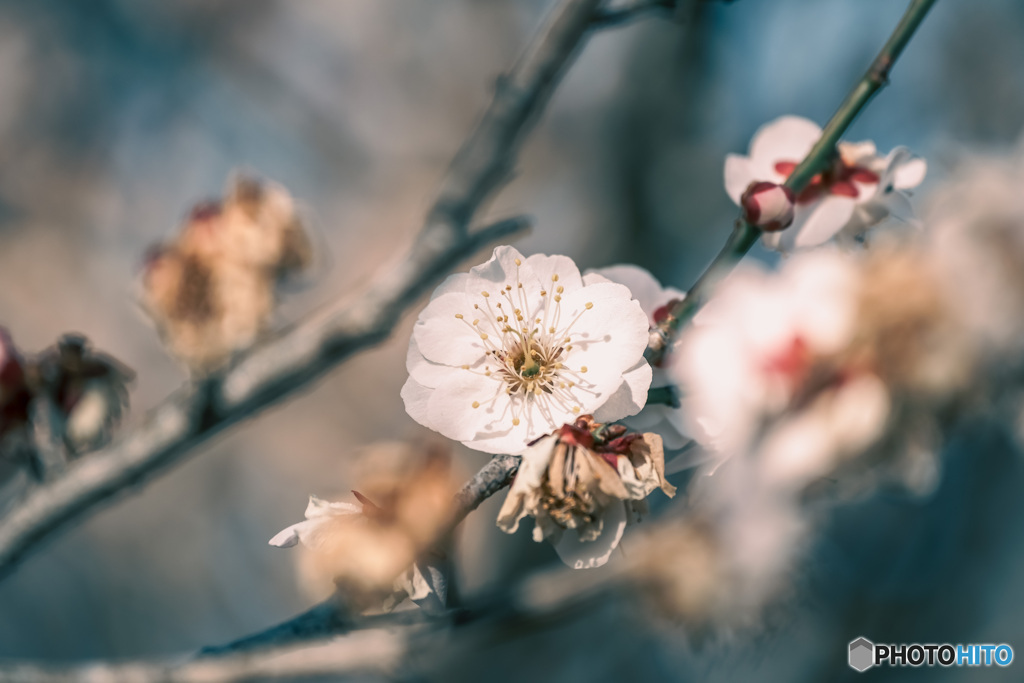 梅の花
