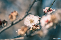 梅の花