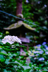 紫陽花