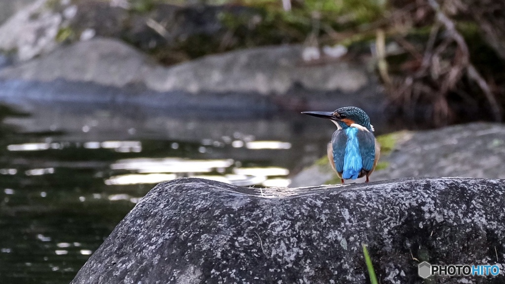 カワセミ