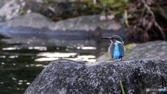 カワセミ