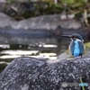 カワセミ