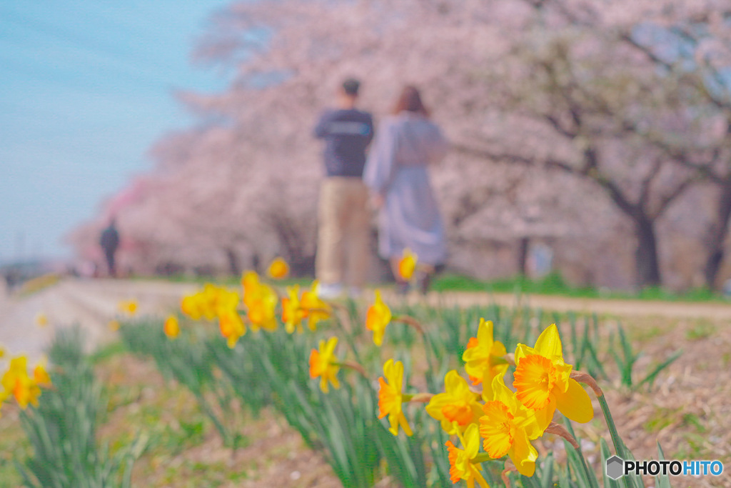 桜と水仙