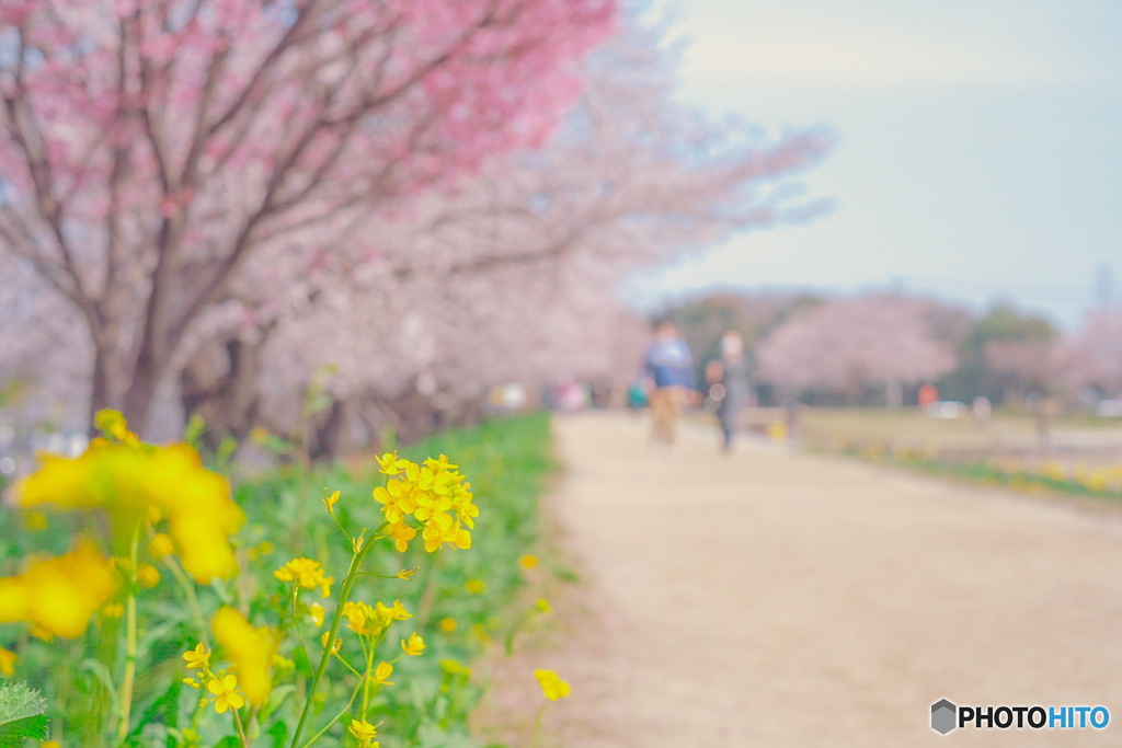 桜と菜の花