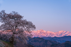 桜と朝焼けの山