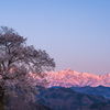 桜と朝焼けの山