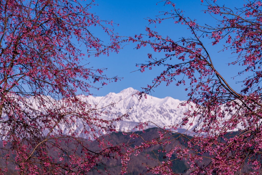 桜越しの景色