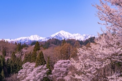 山桜とアルプス