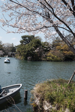 洗足池公園