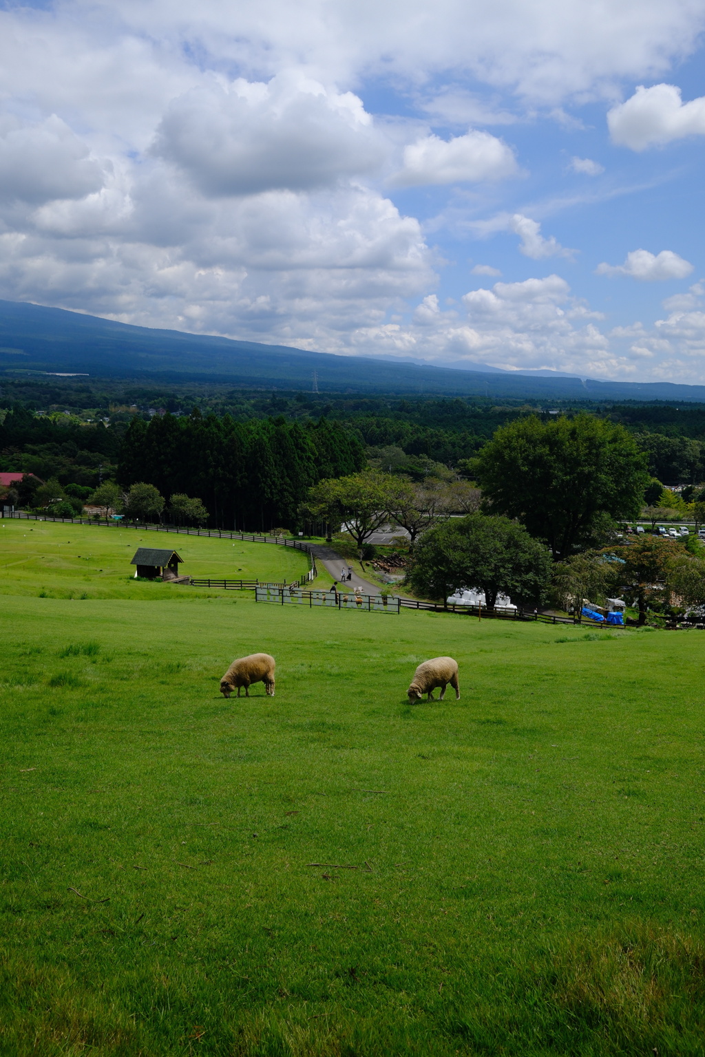 富士山の麓にいる羊
