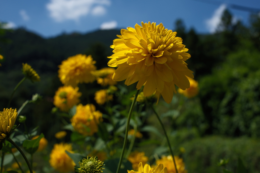 夏の花
