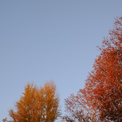 2色の紅葉　
