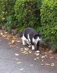 猫 二題