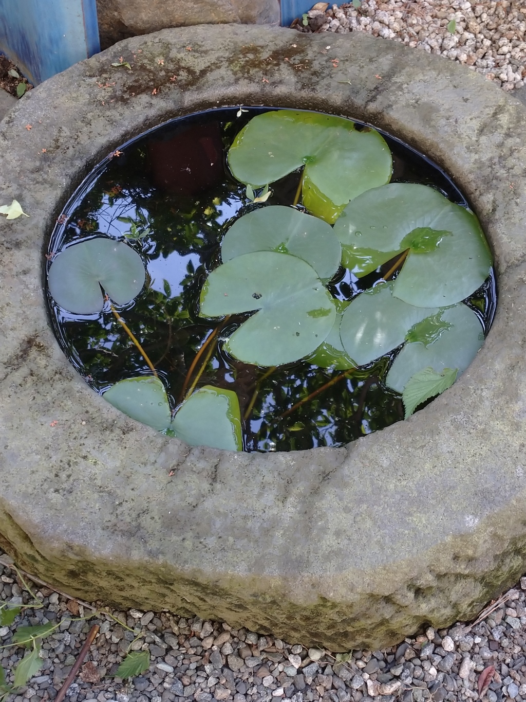 睡蓮鉢