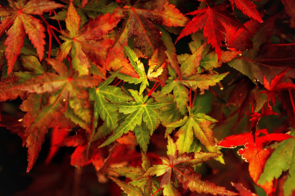 紅く成り始めました