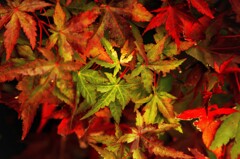 紅く成り始めました