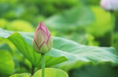 開花前