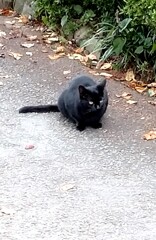 黒猫のジジ