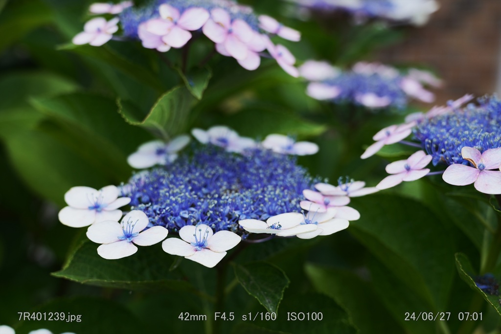 7R401239_R