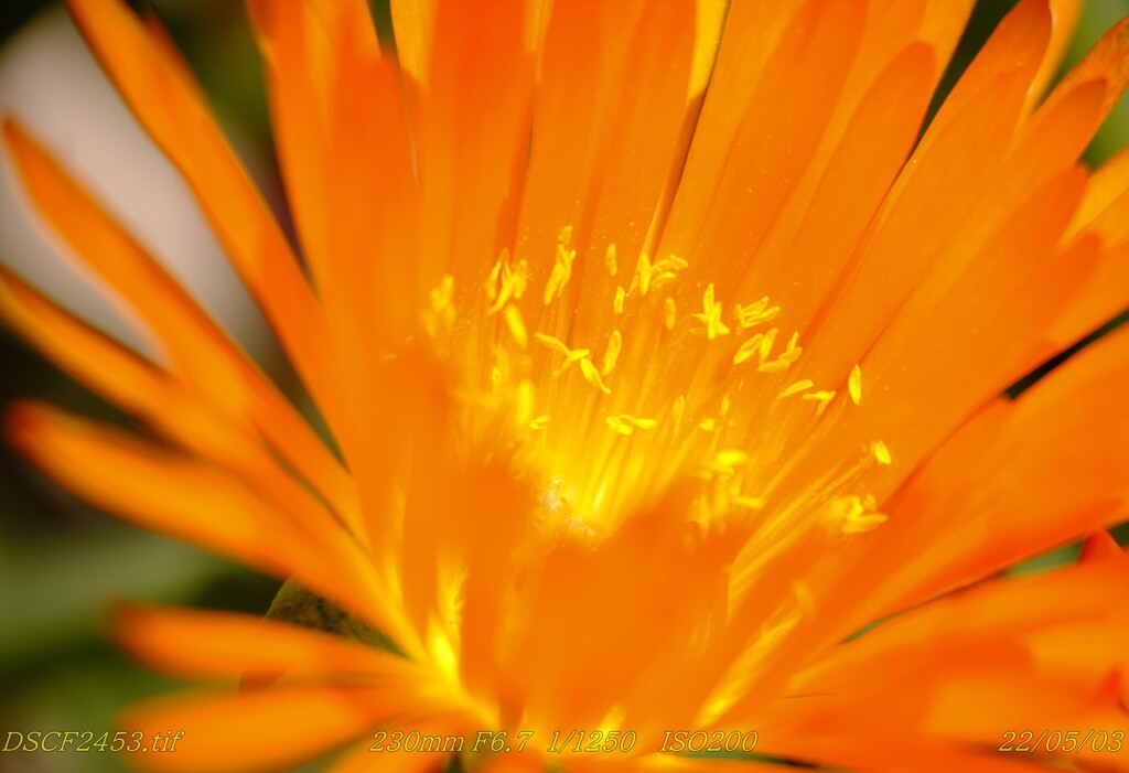 DSCF2453_R