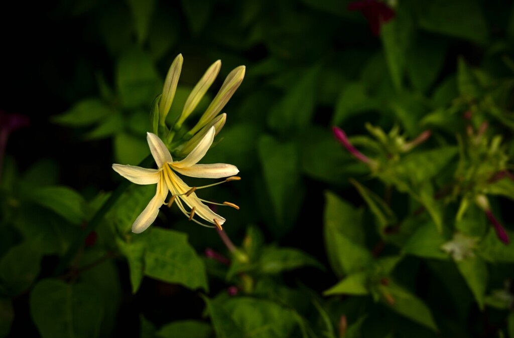 秋の花