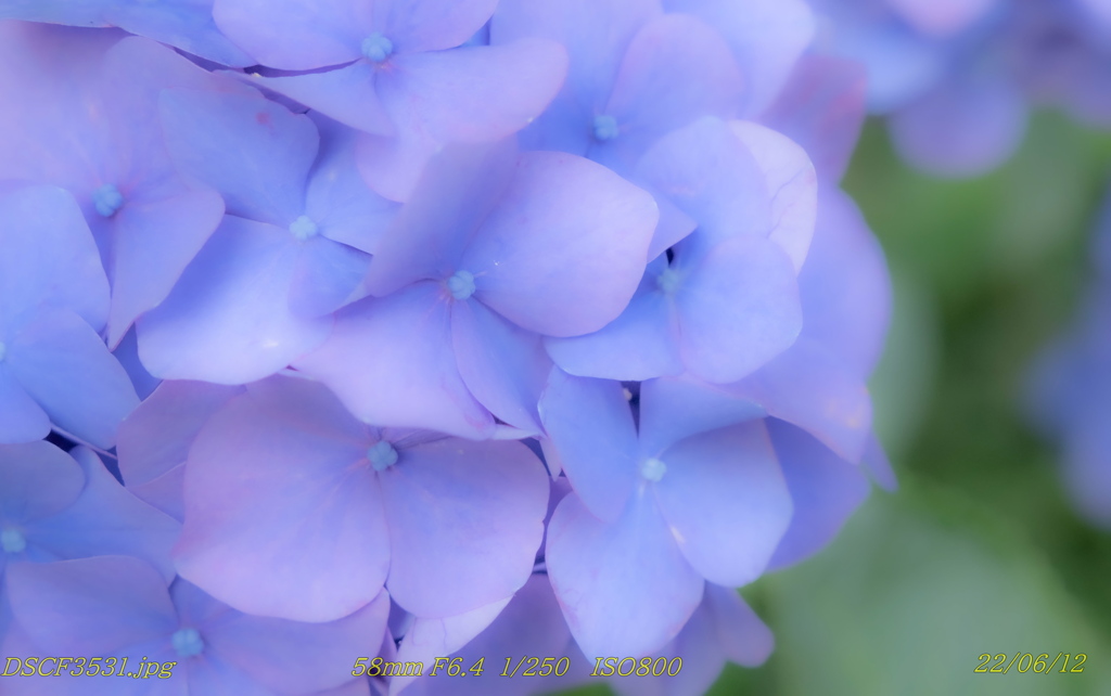 DSCF3531