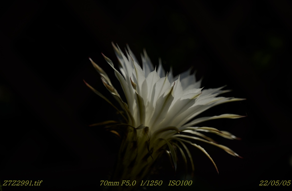 _Z7Z2991_R