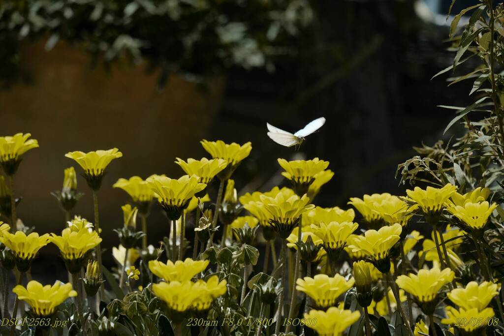 DSCF2563_R
