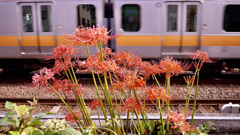 電車のそばで揺れる彼岸花