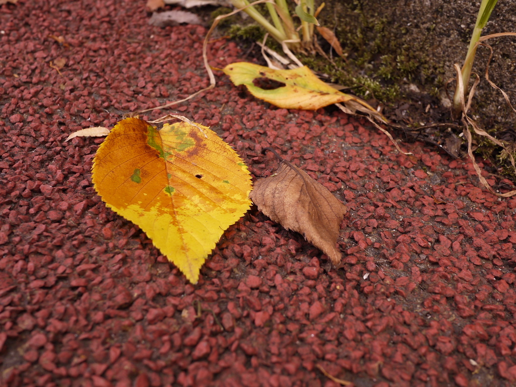 赤い地面にキイロイ葉