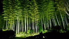 夜の竹林もライトアップ