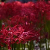 曼珠沙華2018①