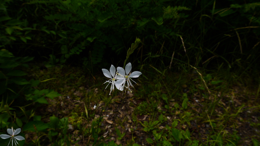 白蝶草