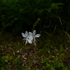 白蝶草