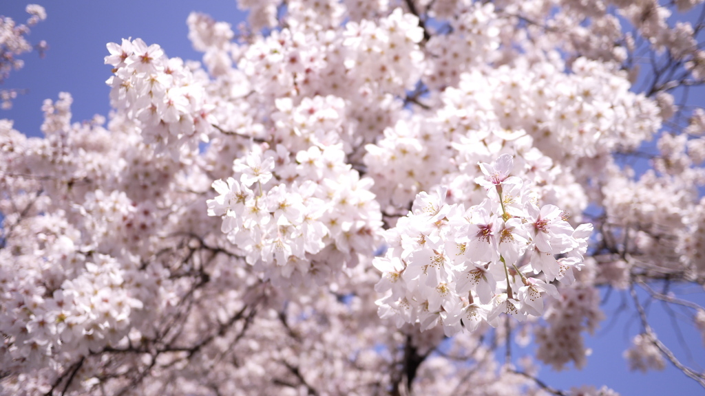 孤独のお花見