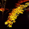 夜の紅葉