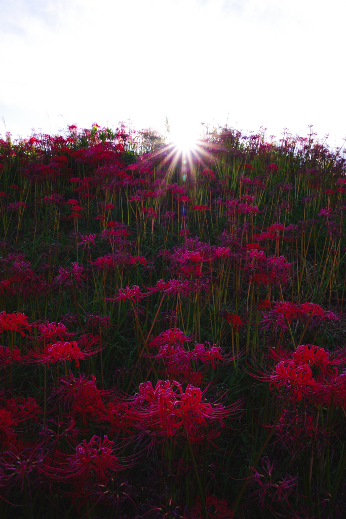 彼岸花