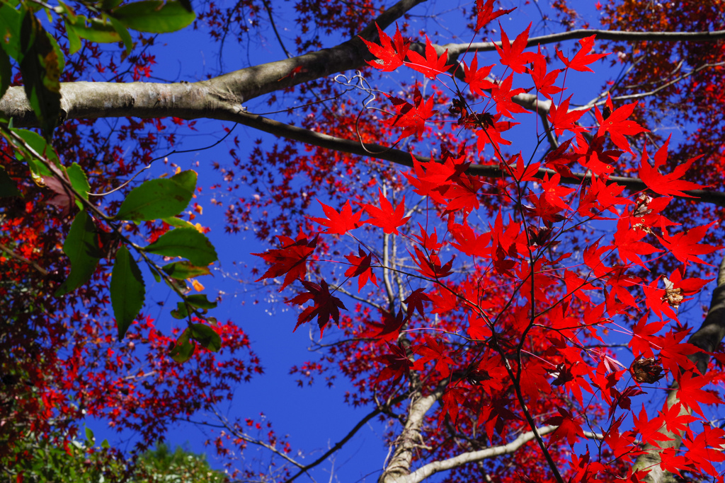 青空と紅葉