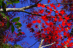青空と紅葉