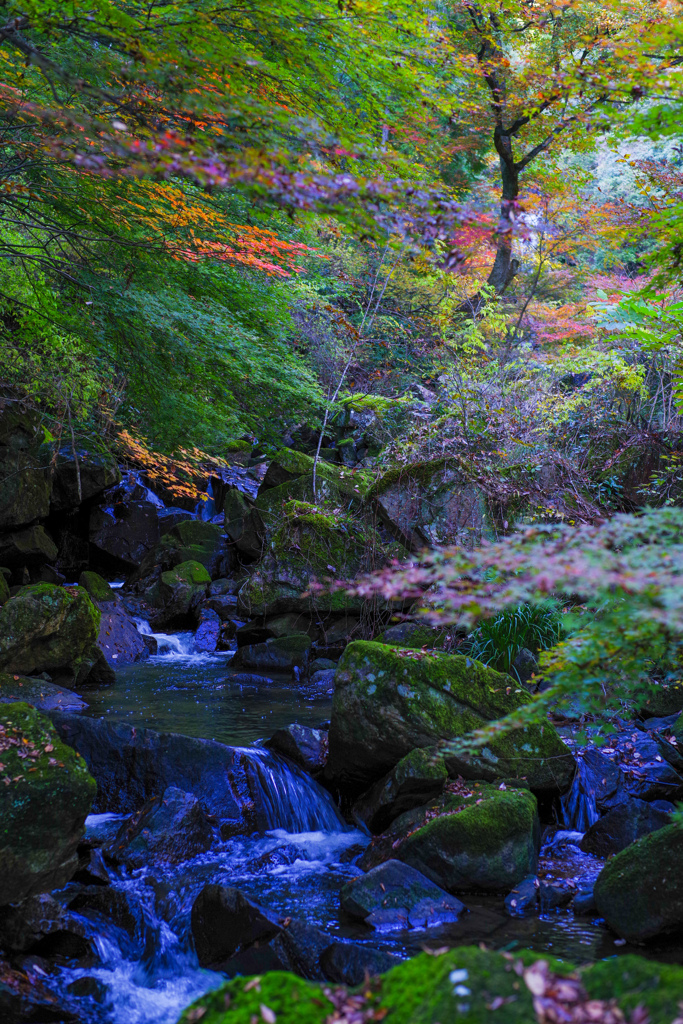 少しずつ色付き始めました。