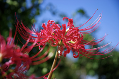 彼岸花