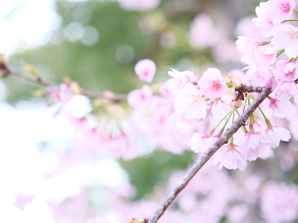 桜　その11