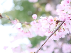 桜　その11