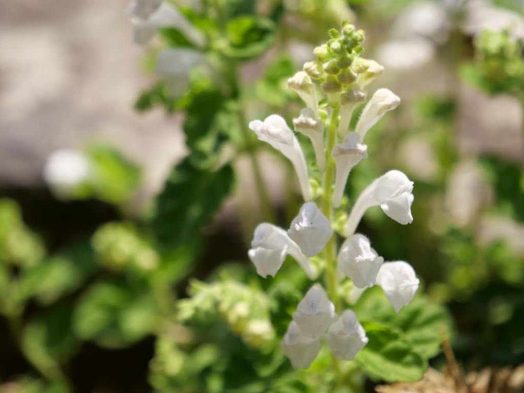 シロバナタツナミソウ　その1