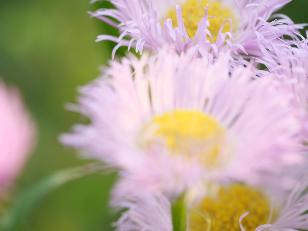 ハルジオン　その1