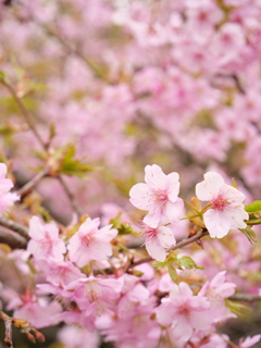 河津桜　その6