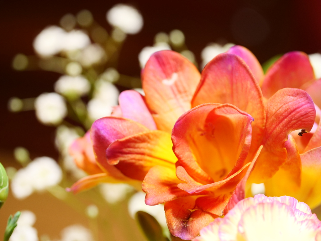 フリージア　その3