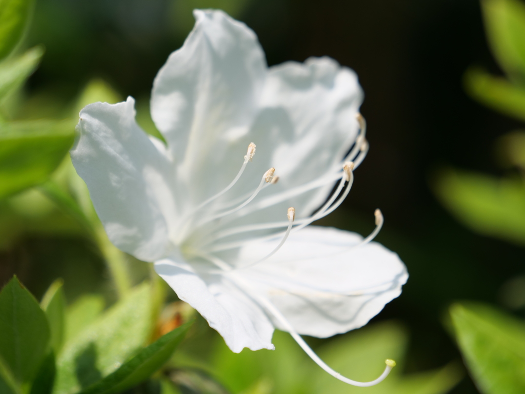 ツツジ　その17