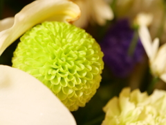 ピンポンマム　その2